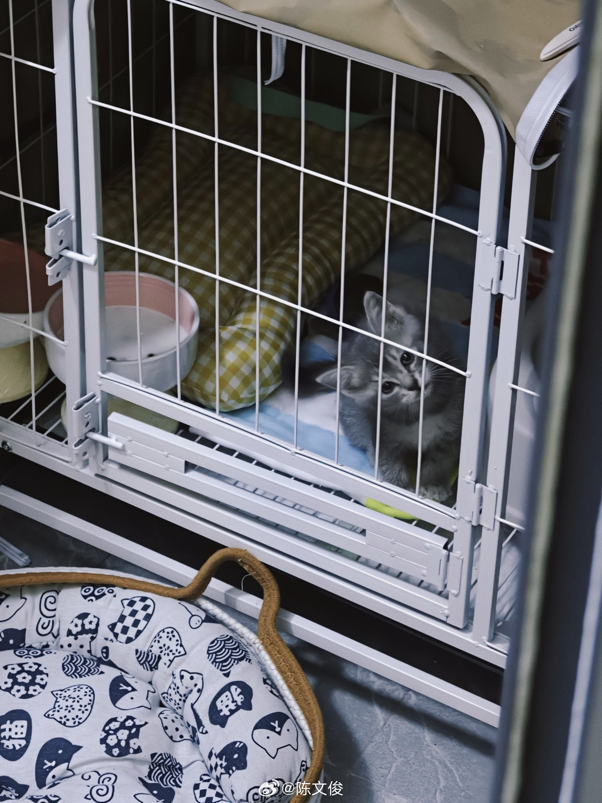 忙活好久，给大哥搭好窝了