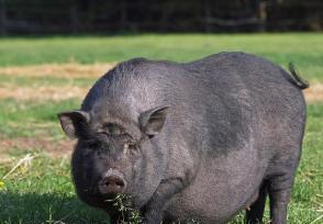 外国的猪肉那么骚，为什么德国人还吃的津津有味？那些传闻简直就是道听途说！公猪