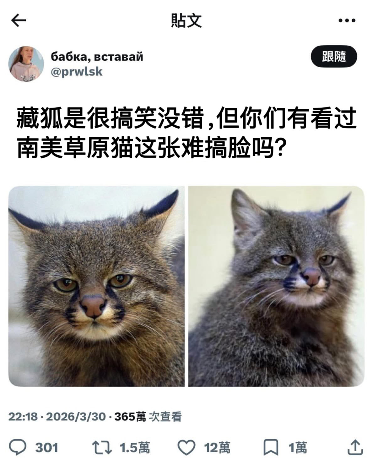 (･᷄ὢ･᷅)meme