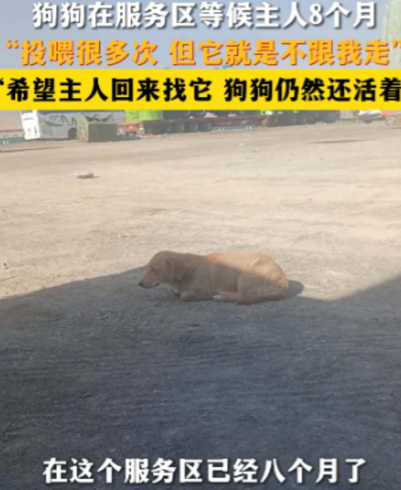 泪目了！新疆精河县，一男子得知狗狗在服务区等待主人8个月，投喂多次，却不愿意被男