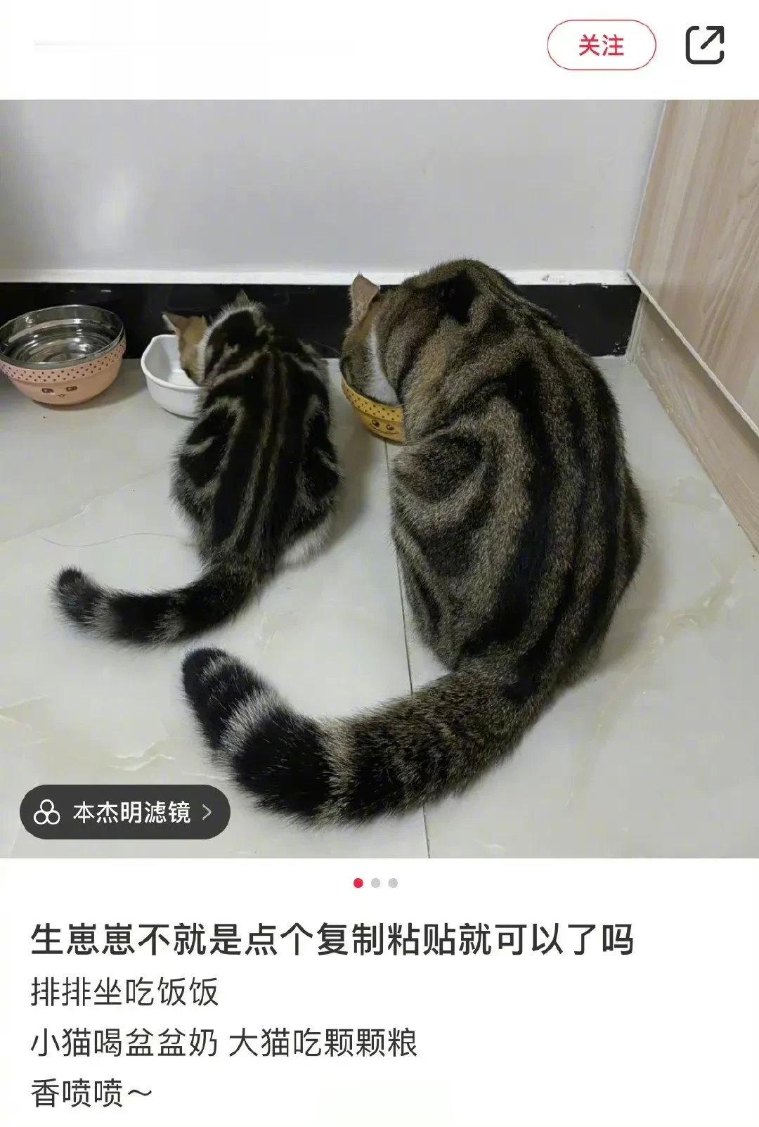 哈哈哈哈哈转过头以后才发现，这俩猫咪从头到脚都长得一模一样整个就是复制粘贴