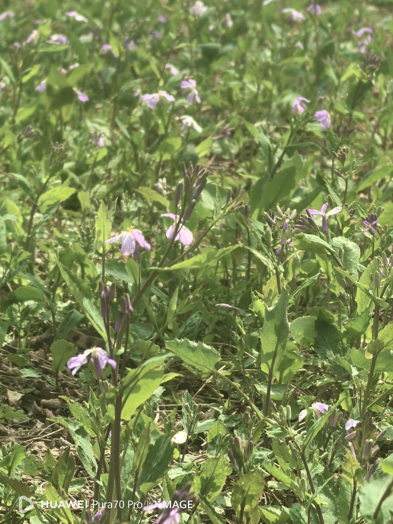 林间的这种野花叫诸葛菜，你们那里叫什么名字！诸葛菜的花期是每年的二月到五月，