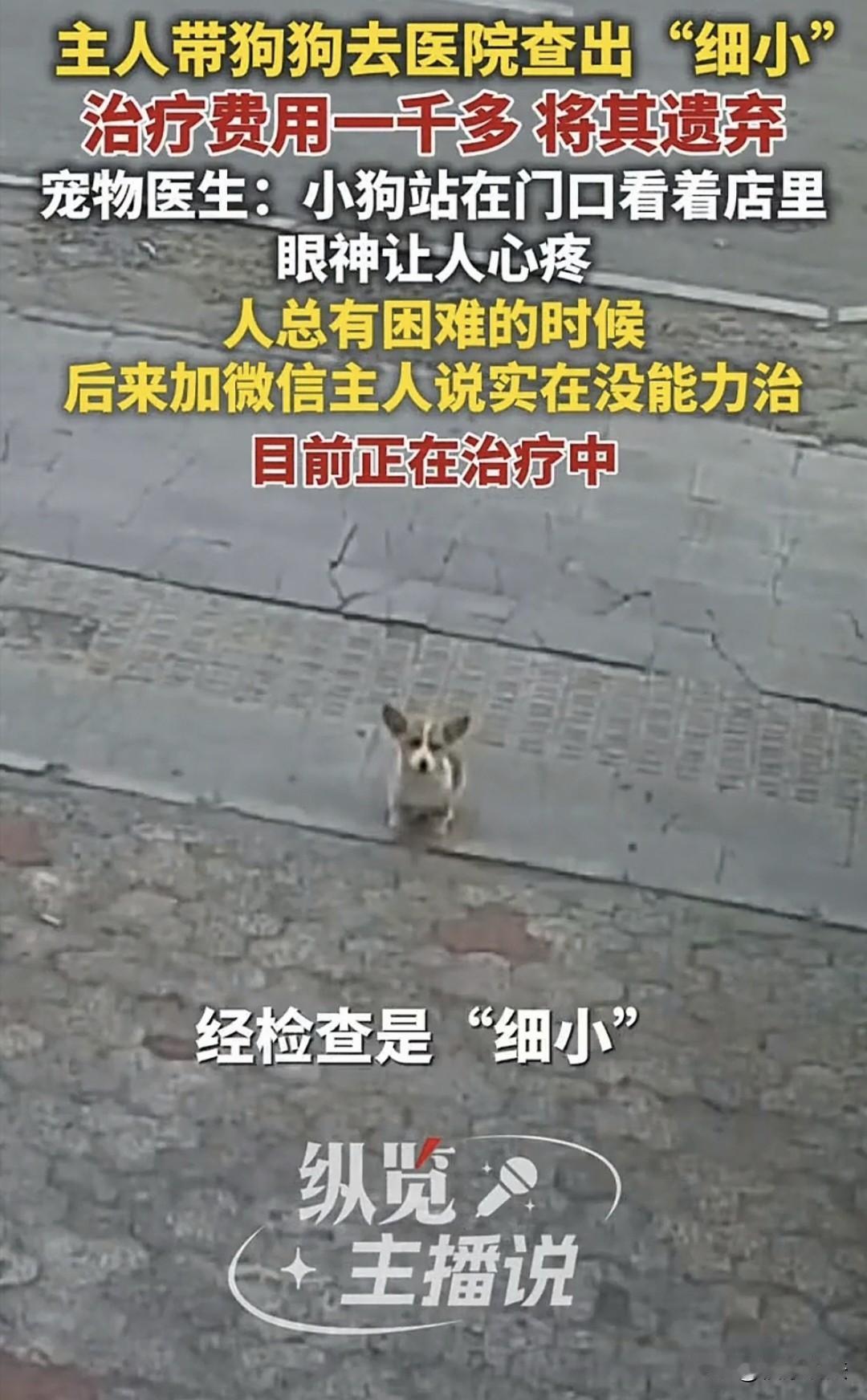 心狠吗？山东青岛，男子带狗狗去医院，查出“细小”，治疗得花1000多块，他直接把
