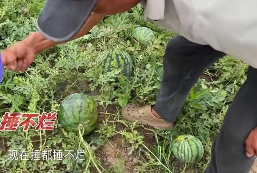 西瓜摔不烂、踩不破，即便熟了也不甜，问题究竟出在哪里？地里的西瓜，从外观上看长