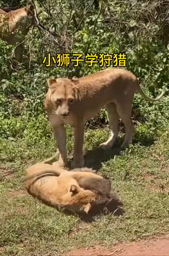 小狮子学狩猎。小狮子学狩猎。