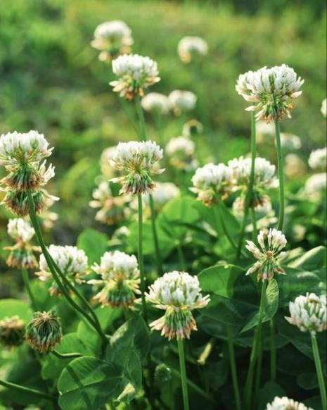 老人观世界：糊涂也是一种通透退休后后总爱坐在阳台藤椅上看楼下人来人往