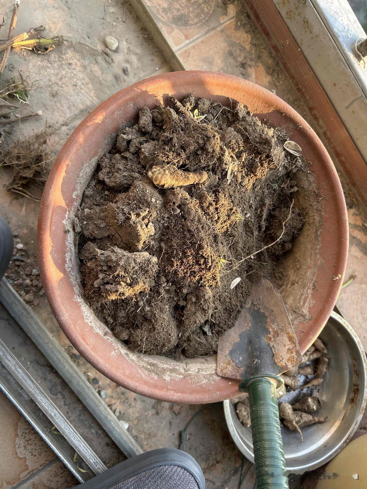 你们看，这是啥？鬼子姜呀！我今年夏天给种到花盆里，竟然结这么多！它还