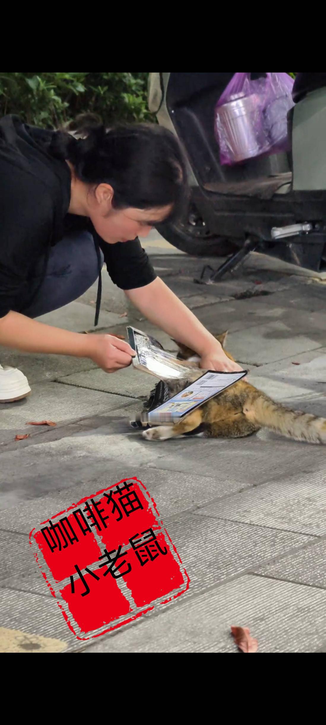 小姐姐暖心的举动，也彻底的改写了这只流浪猫坎坷一生的命运，这只猫咪的身上竟然被一