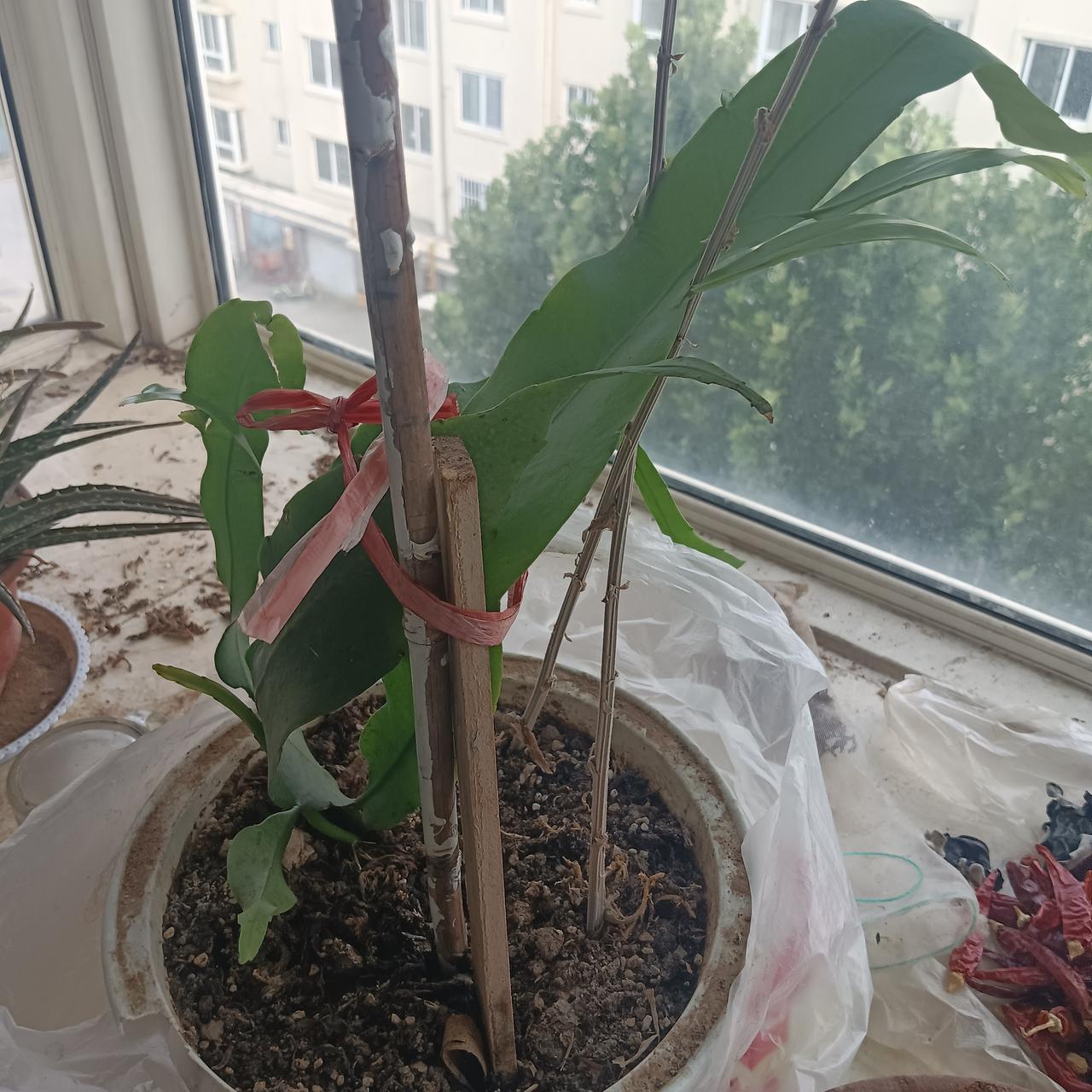 低质量的活着，不如有尊严的离开！今天73岁的老娘“打工”回来了，老娘半月之前去