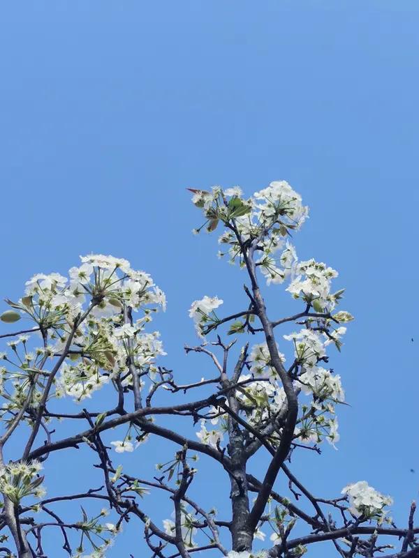 梨花一般在春季的3-5月开放，不过不同地区花期有差别。南方多3月开花，北方则