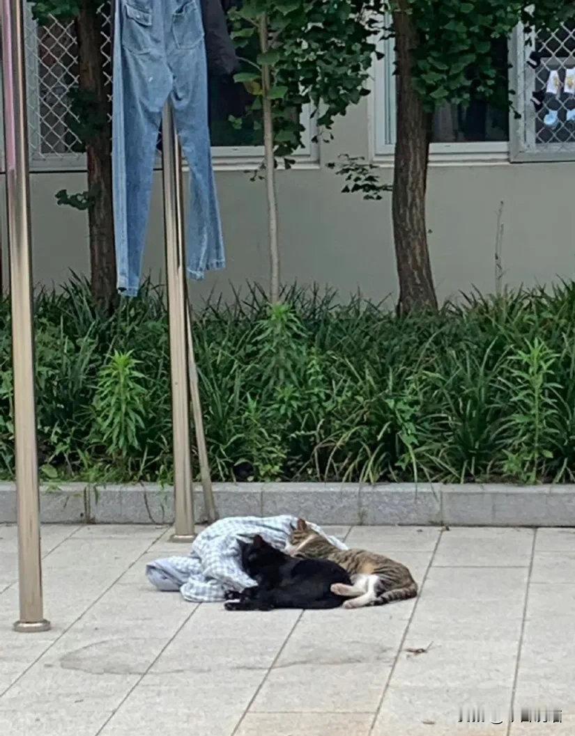 你不会知道掉下来的枕头让谁枕过