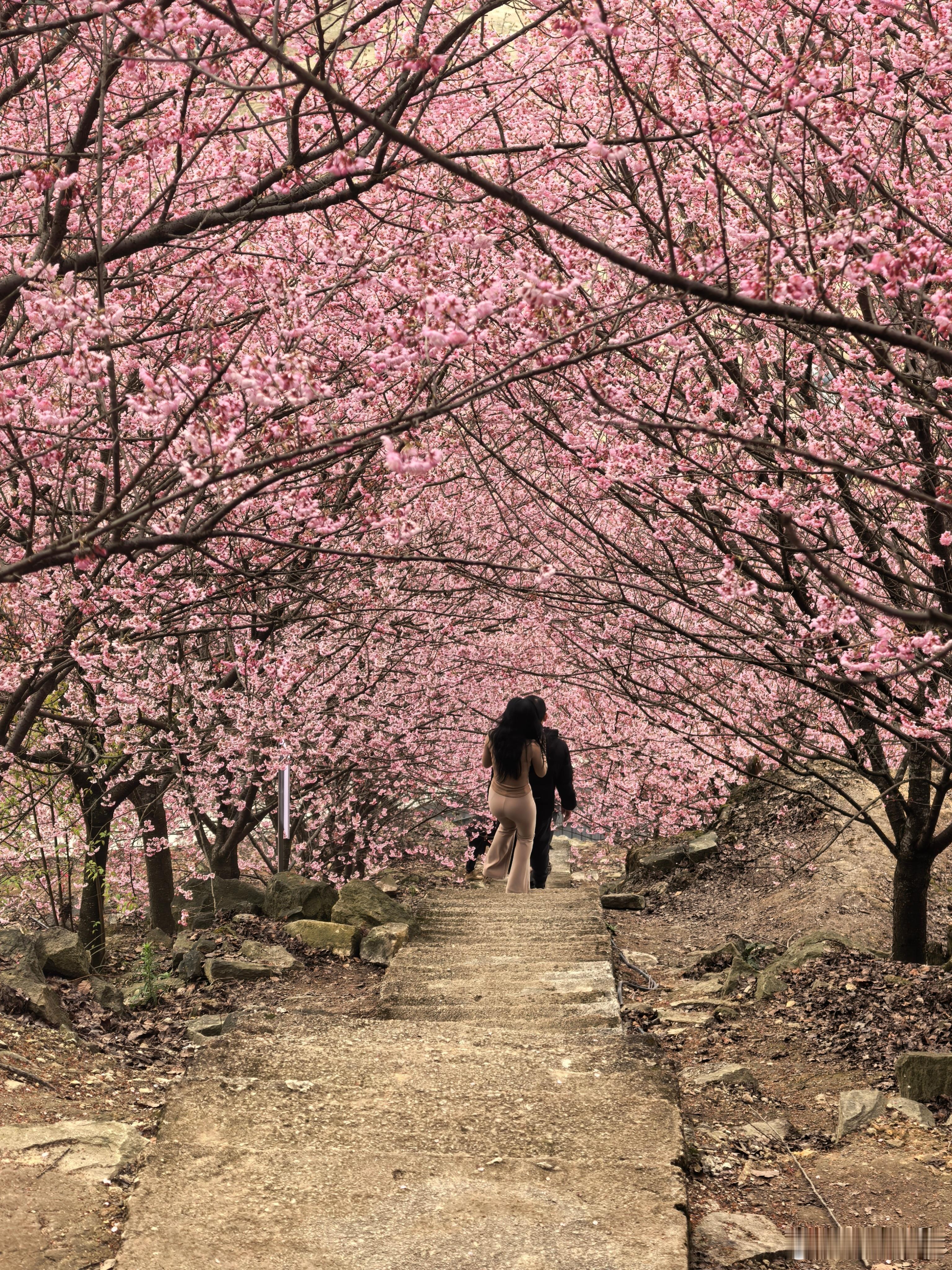 天气好看樱花重庆·猫山樱博园