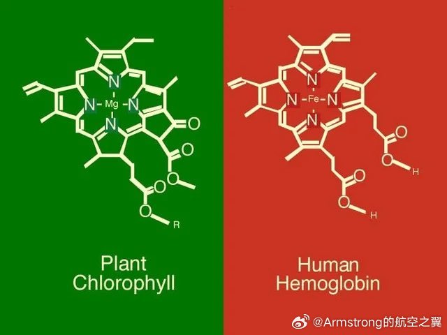叶绿素和血红蛋白结构惊人相似。主要区别在于植物血液携带镁(Mg)离子，而我们