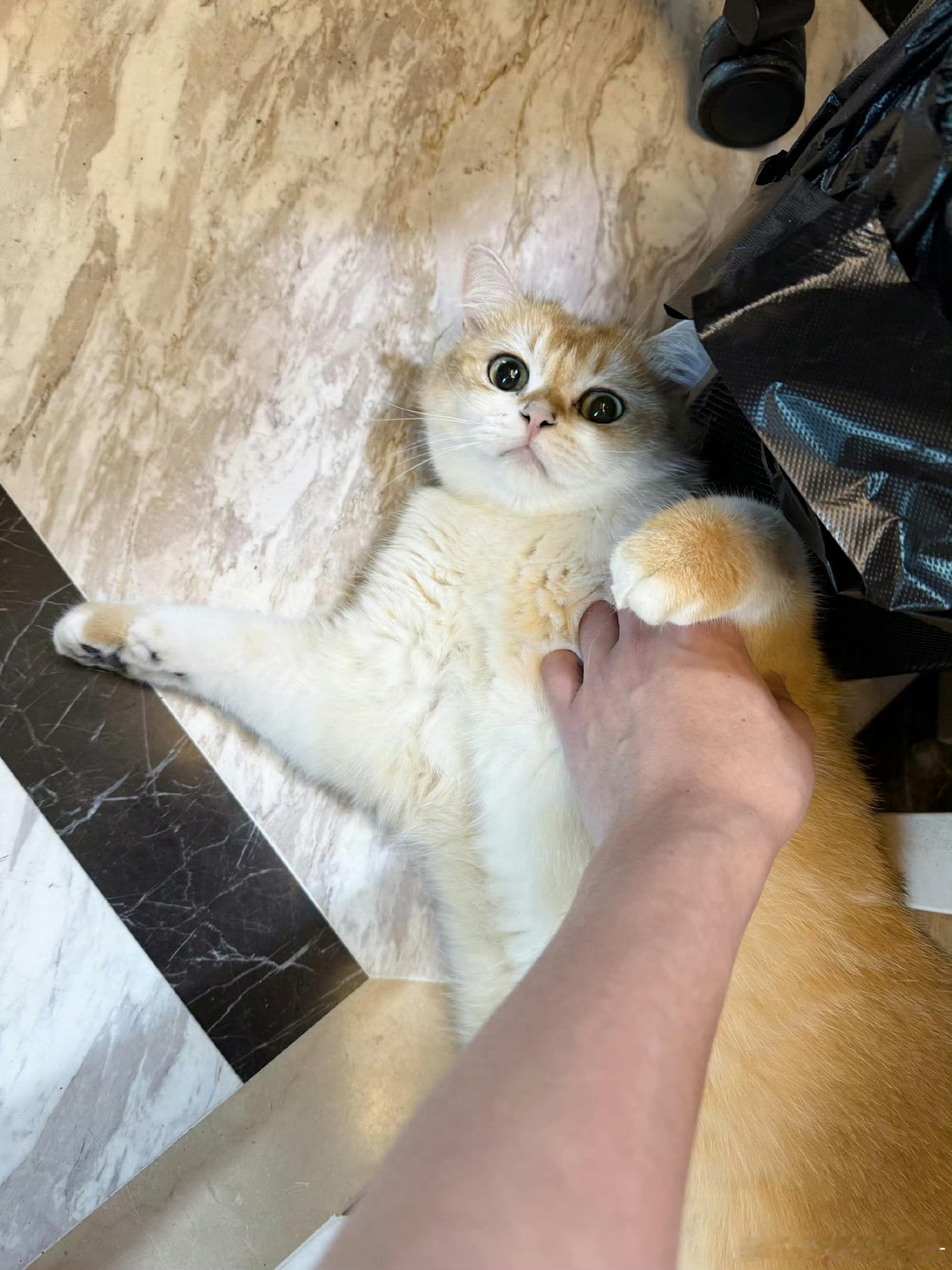 【往年今日】画面记录猫咪仰躺露肚之姿，该选手配文："猫儿这个妖娆"。图中人手轻抚