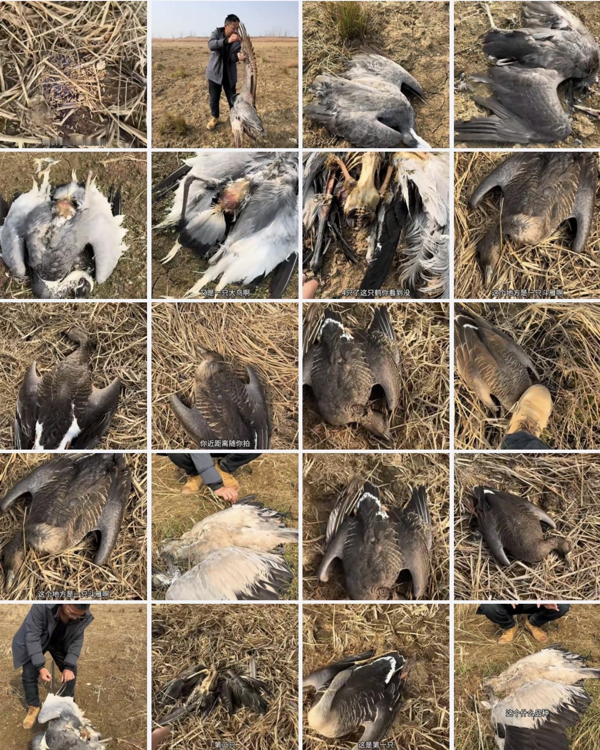 重判，重判，必须重判！现场一片惨状，不忍直视！他们为何如此猖獗，如此肆无忌惮！