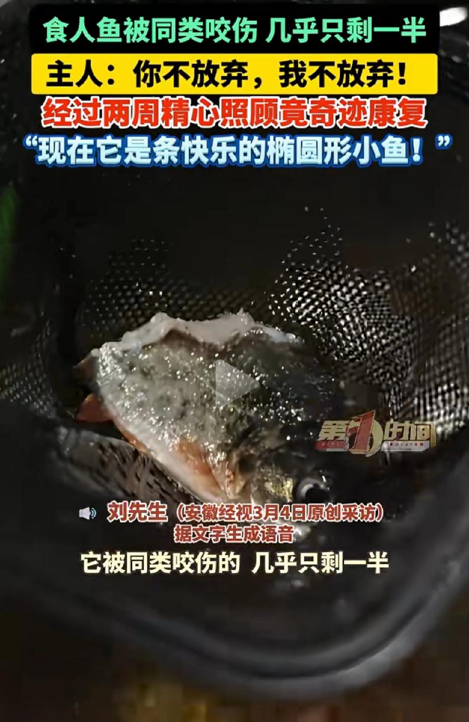 这下科学都解释不清了！一条红腹食人鱼被同类咬伤，身体几乎只剩半截，生命垂危。养不