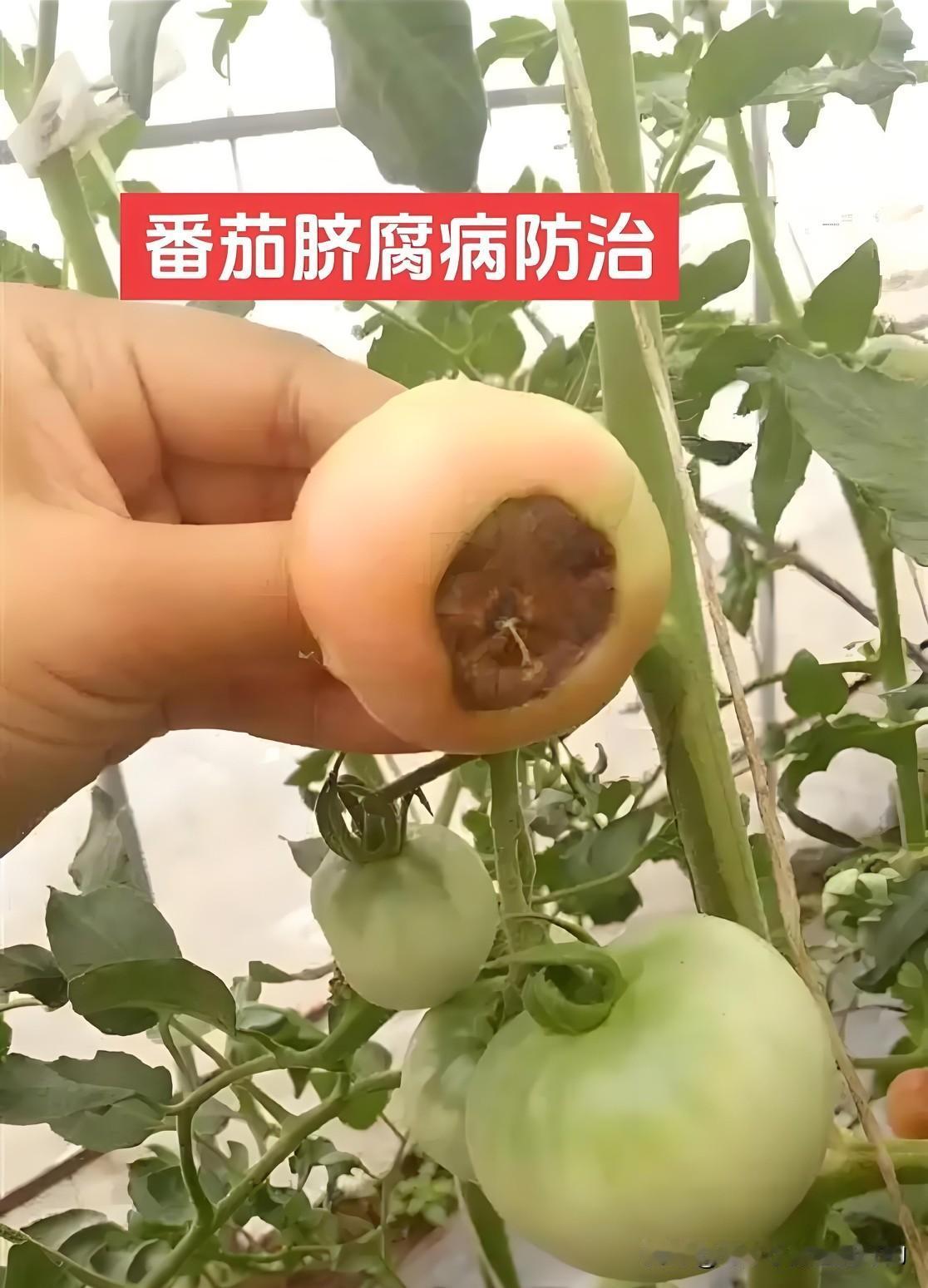 番茄脐腐病不用愁，农家妙招轻松搞定家庭小菜园种番茄，果实脐部发黑凹陷的脐腐病