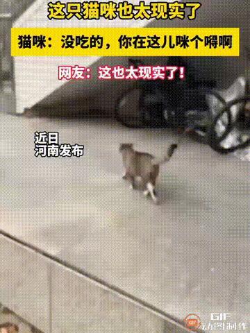 笑不活了！河南一名女子在路上看见一只小猫，于是开心地叫着“咪咪”，小猫听见有人在