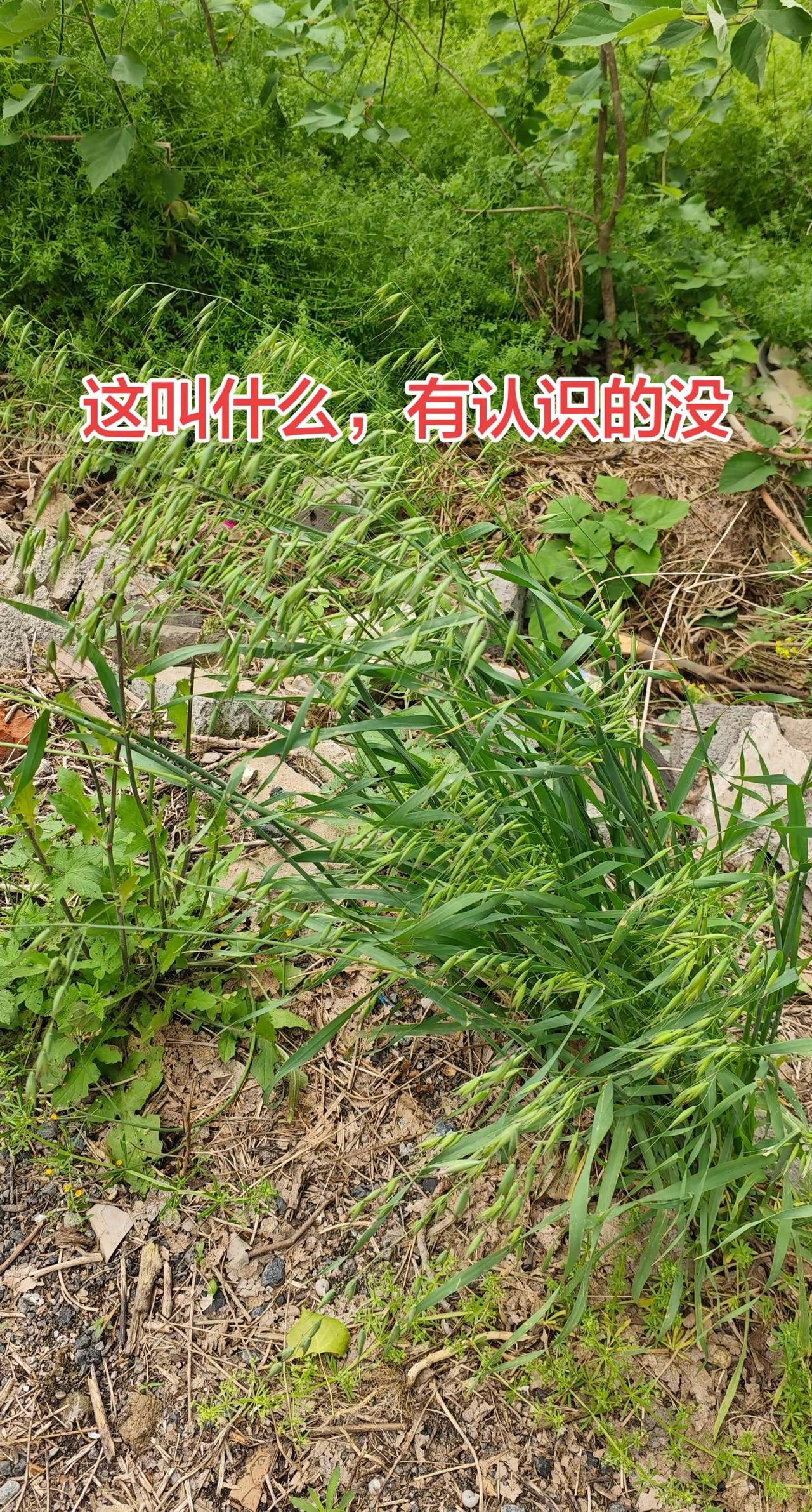 这是什么麦子。情绪音乐玩法新风向