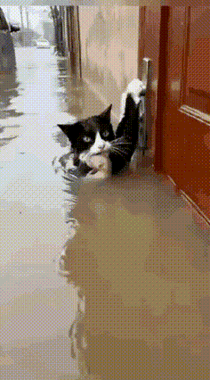 谁能拒绝为母爱破防?洪水滔天里,一只猫妈妈的倔强瞬间戳中无数人的心。浑浊的洪水不