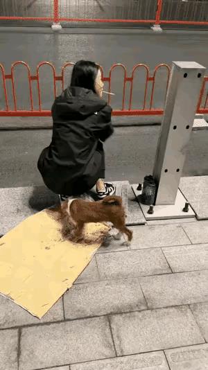 姑娘，你这是身上有什么味道吗？你蹲在那里，你看那狗子总是过来贴着你，闻来闻去的