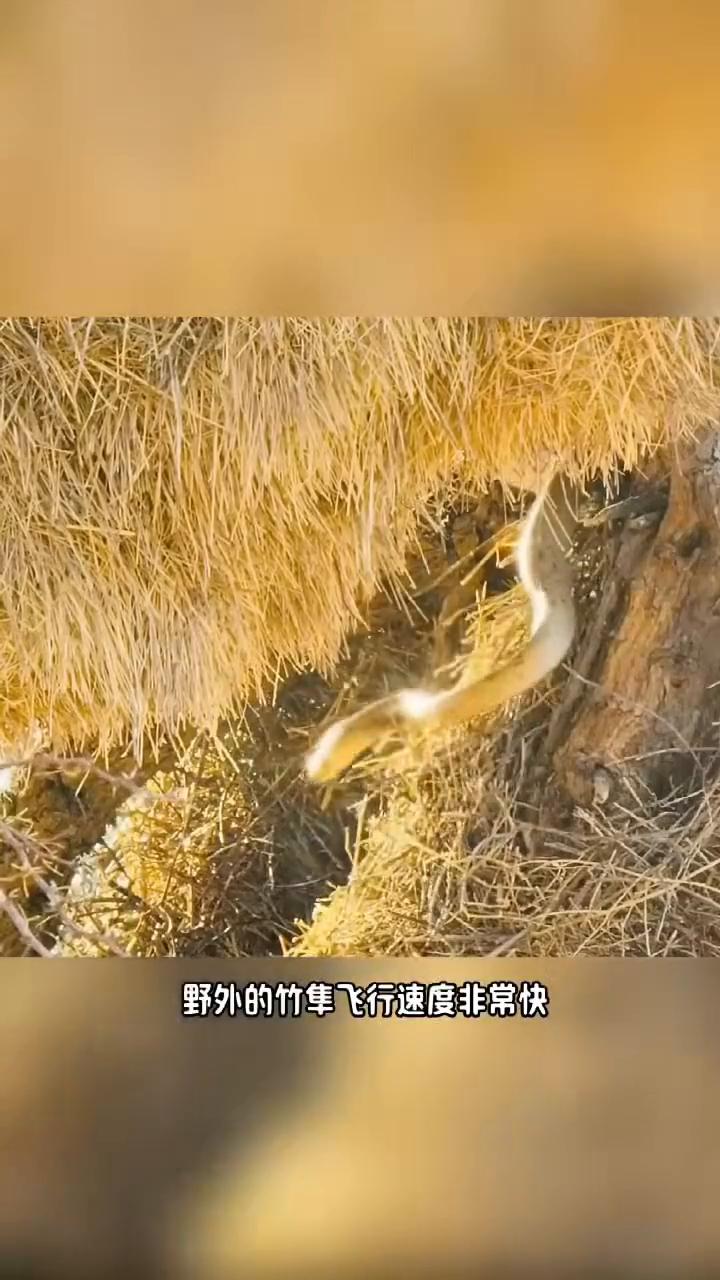 这个看着人畜无害的