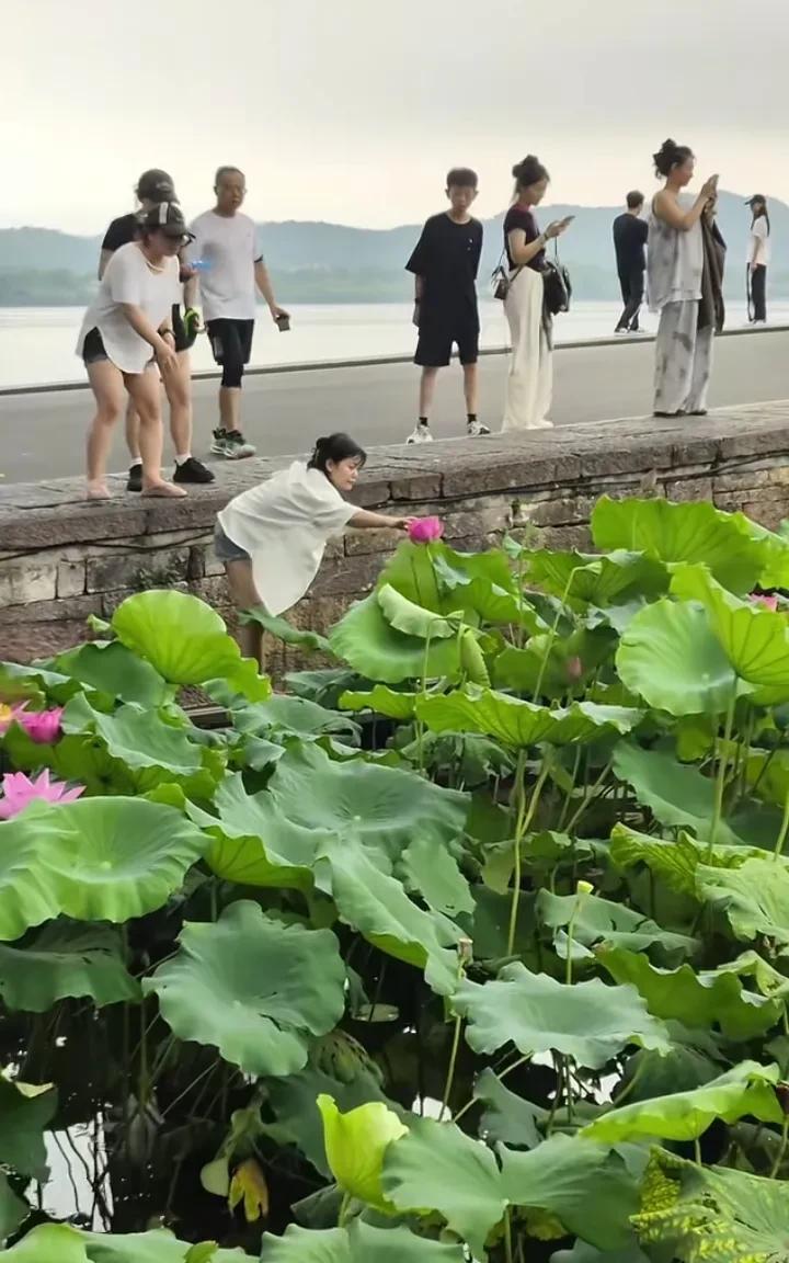 杭州西湖，一女孩看荷花开得正艳，十分喜欢！忍不住摘了一朵。不料，没走几步，被管理