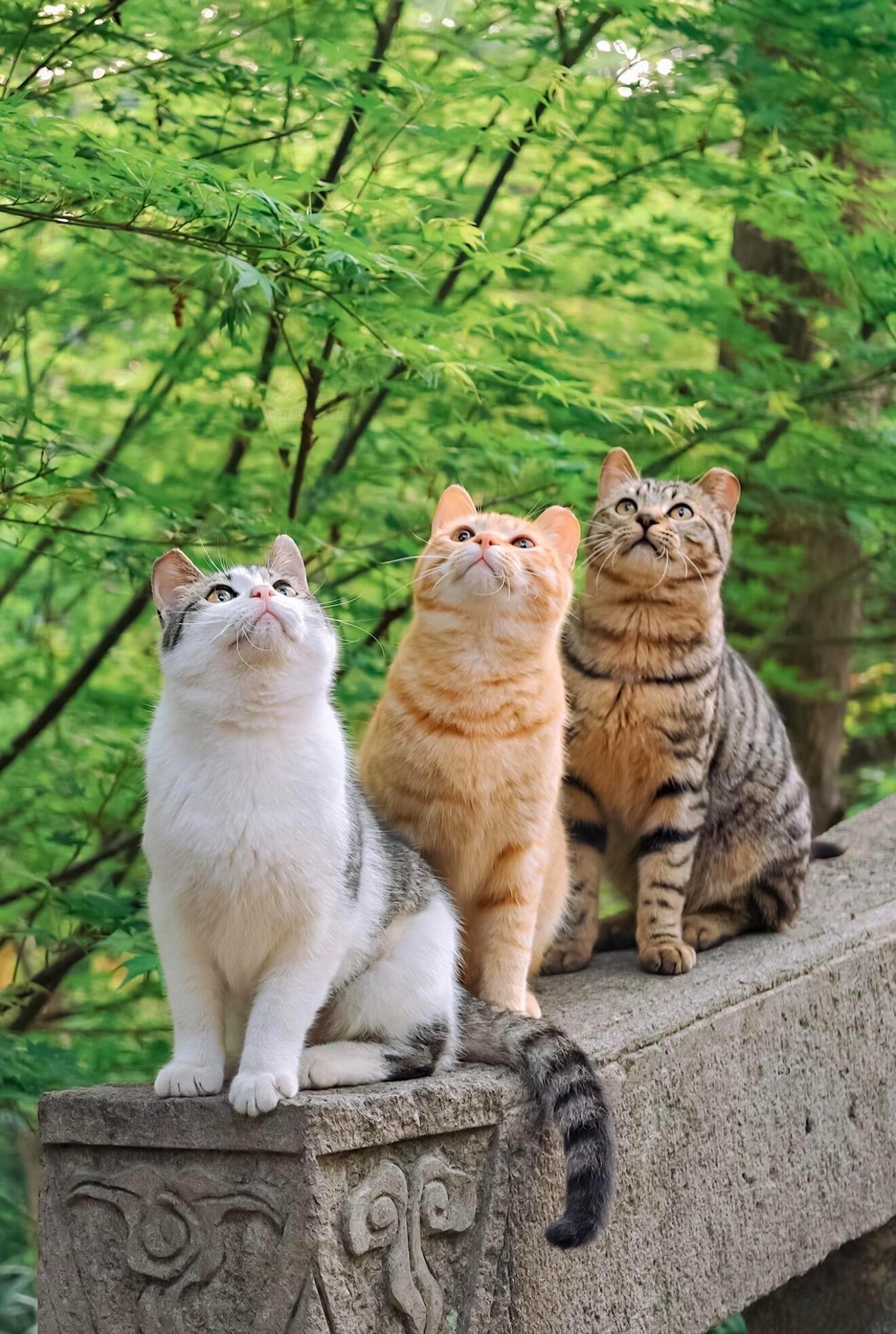 林间小猫们🐱可爱的小猫咪动物奇遇记