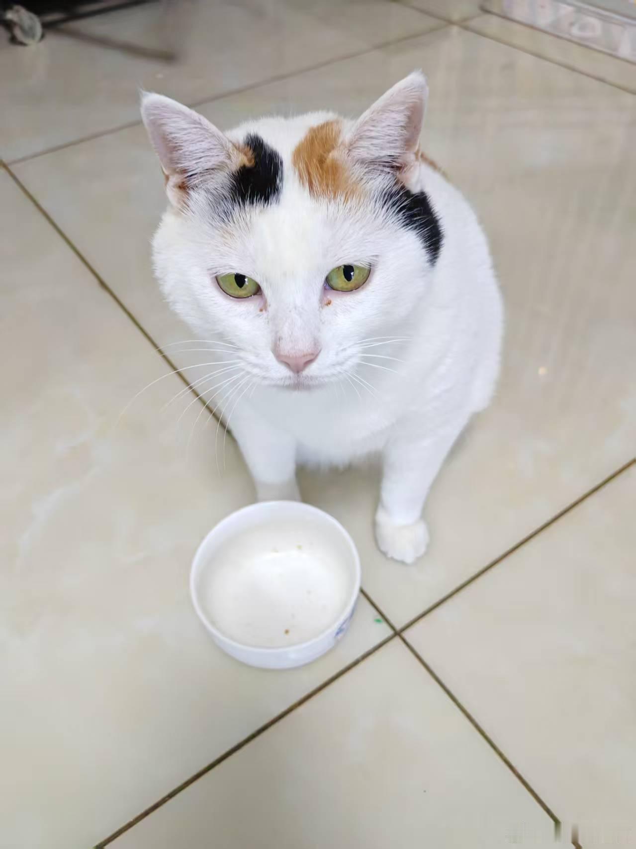 江哥每天给猫加3次餐，喂一些含肉量比较高的猫粮和冻干烤鱼之类的零食。时间一长几只