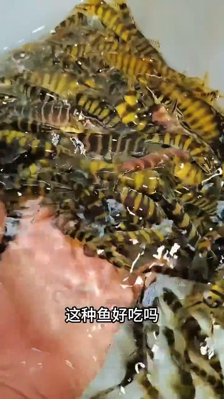 ·这种鱼好吃吗？这是贵州溪流的青竹鲤，肉质紧实不易散开，适合多种烹饪方式。·这