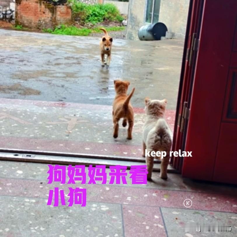 小伙在村里抓回来两只小狗，已经养了半个月。直到有一天，狗妈妈路过这里的时候，发现