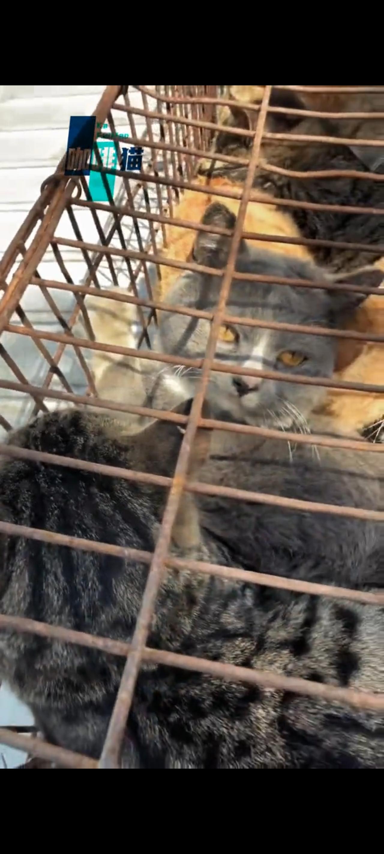 面前你所看到的这些流浪猫，是前不久前志愿者从淮南高速路口的一处服务区内，成功拦截