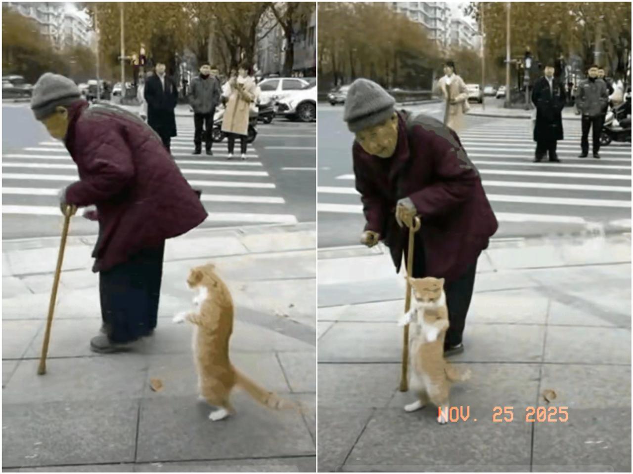 奶奶出门遛弯儿，身后竟多了个小跟班！这猫啊，时间一长，居然放弃了高冷的猫步，学起
