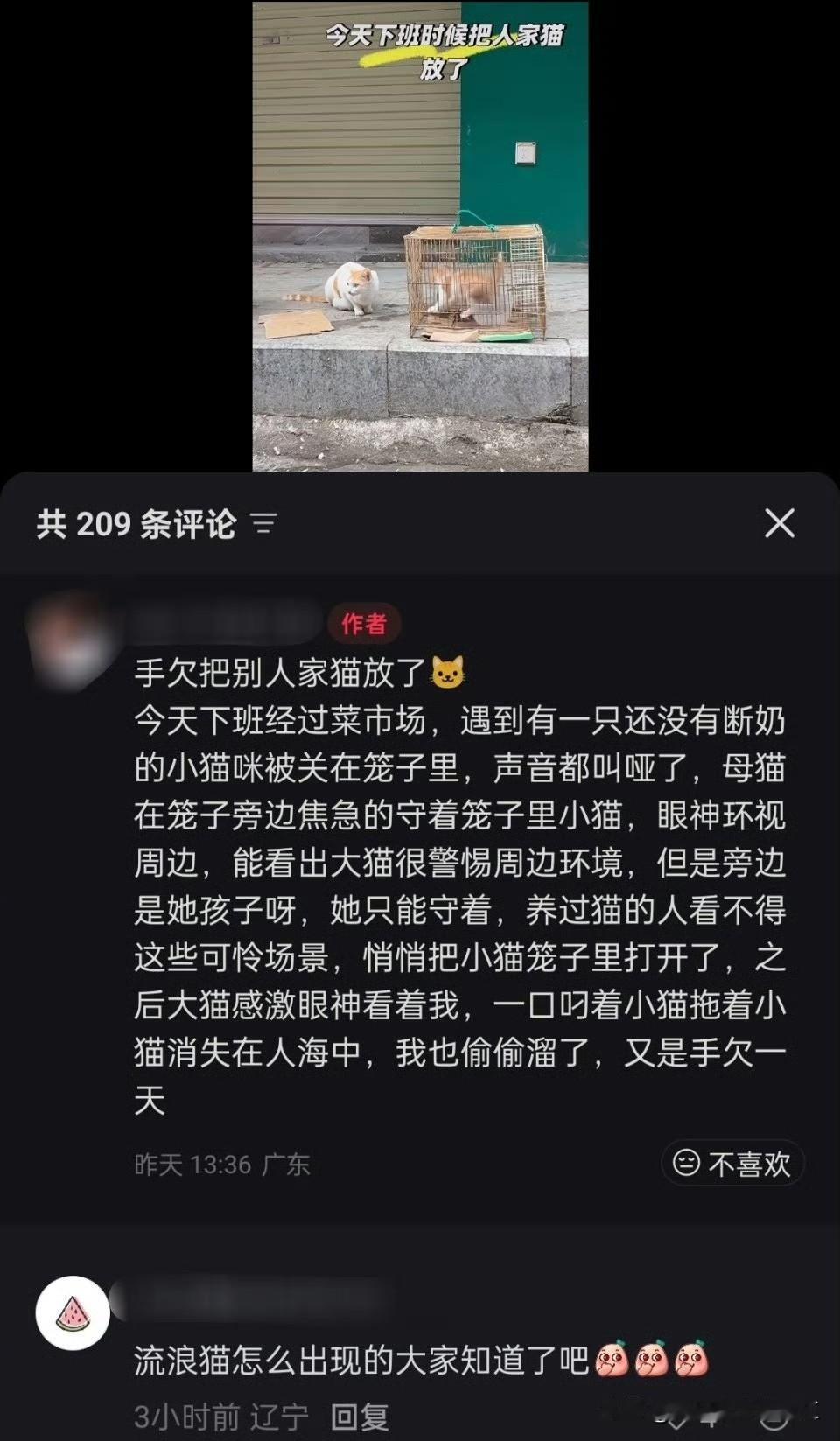 流浪猫是怎么产生的