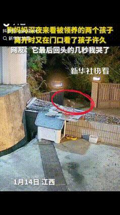 泪目！江西一户人家，不久前领养了2只小狗，主人一直悉心喂养，一天夜里，主人刚睡下