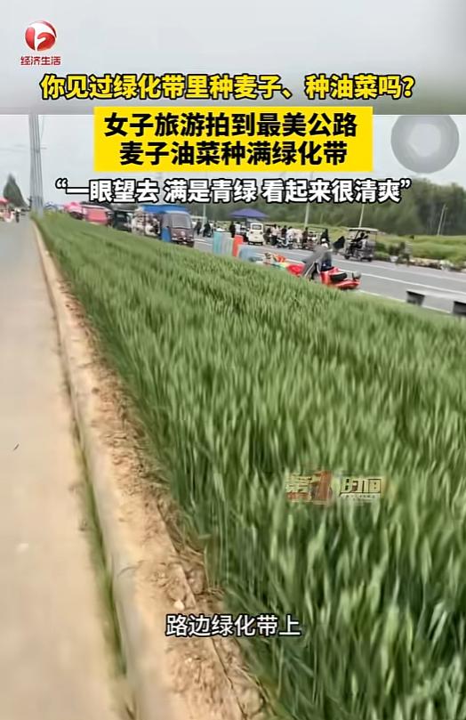 🐼河南安阳一女子走在路上，无意间被路边的绿化带吸引——本该种花草的地方，竟