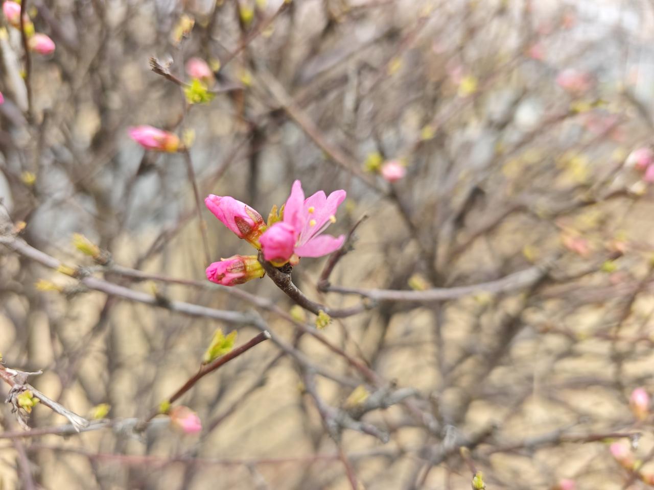 下班偶遇花开，现在很多花已经等不及了，漫长的冬天终于过去。