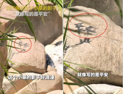 上人民日报了！四川泸州的一位网友，在野外时偶然发现几株小草在阳光下摇曳，影子刚好
