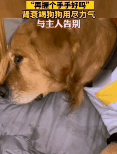 泪目了！一位小姐姐初中的时候，家里养了一只狗狗，一直陪伴到她成年工作，他们的感情