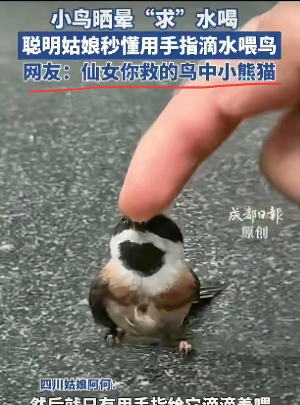 “万物皆有灵！”四川成都，女生回办公室的路上，突然看到一只小鸟，热得快晕倒了。女