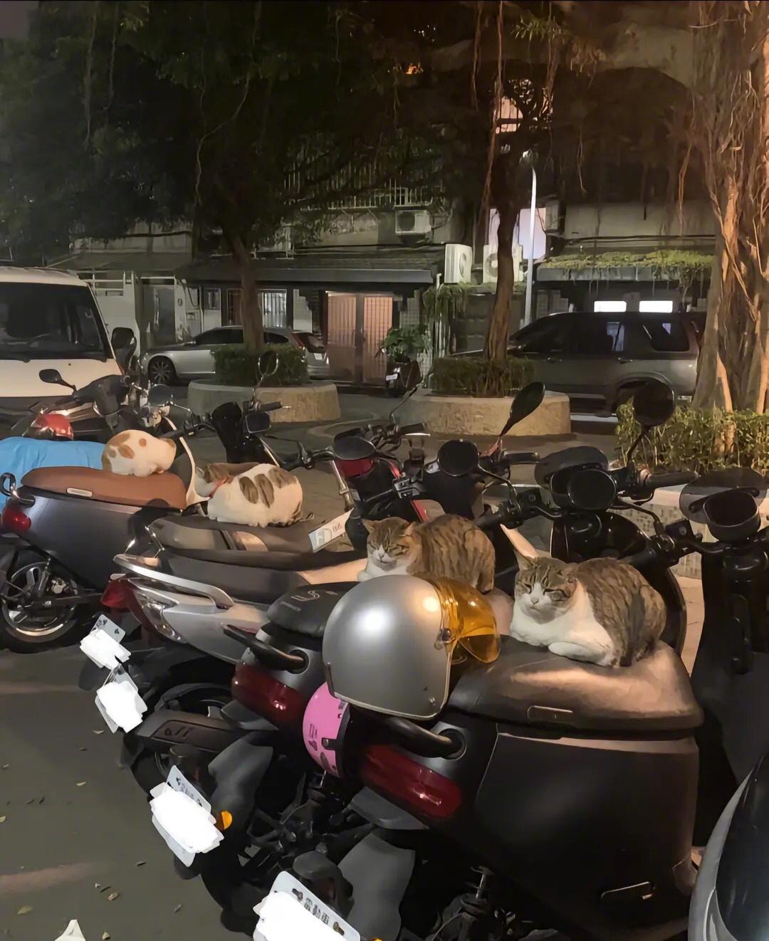 一猫一车！！