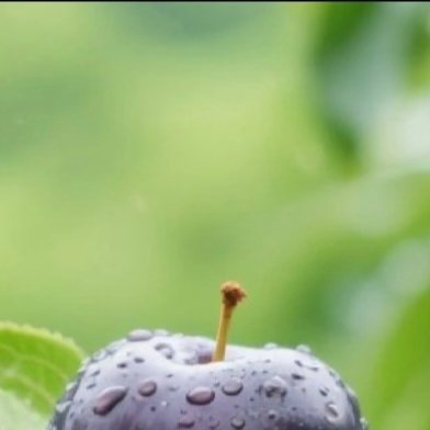 0000黑布林种植方法1. 选址定植：选择向阳、土层深厚、排水通畅的沙壤土，避开