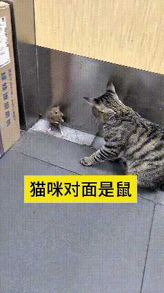 这只狸花猫可太有意思啦，死死盯着小老鼠，半步都不肯挪，全程盯着不让它跑掉。小老鼠