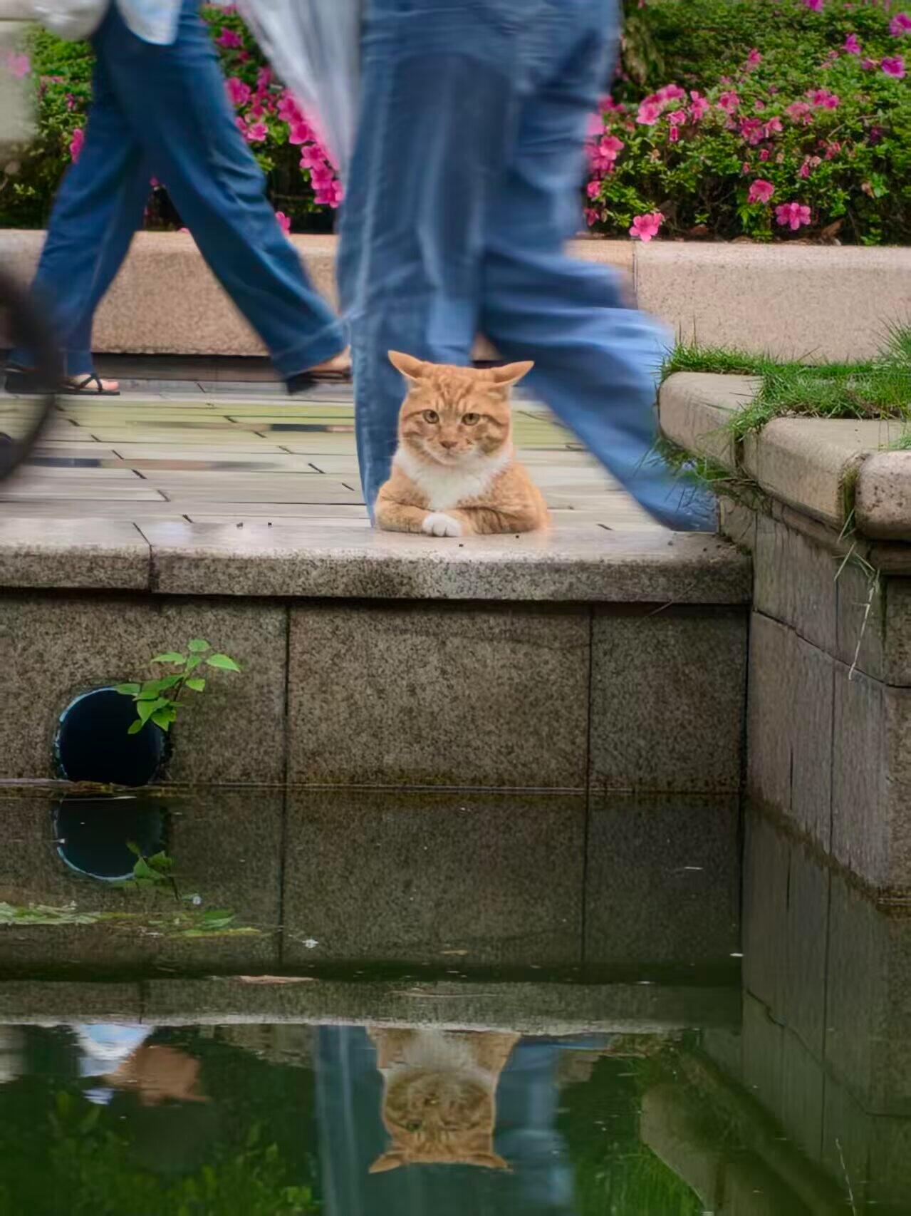世界上不能没有小猫！动物奇遇记