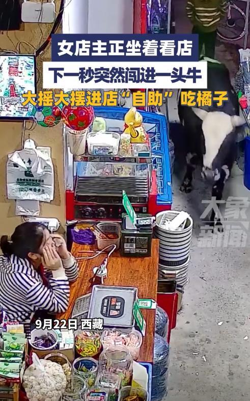 “意外的惊喜！”9月22日，西藏，一女子晚上看店时玩手机，突然听到门口传来走路的