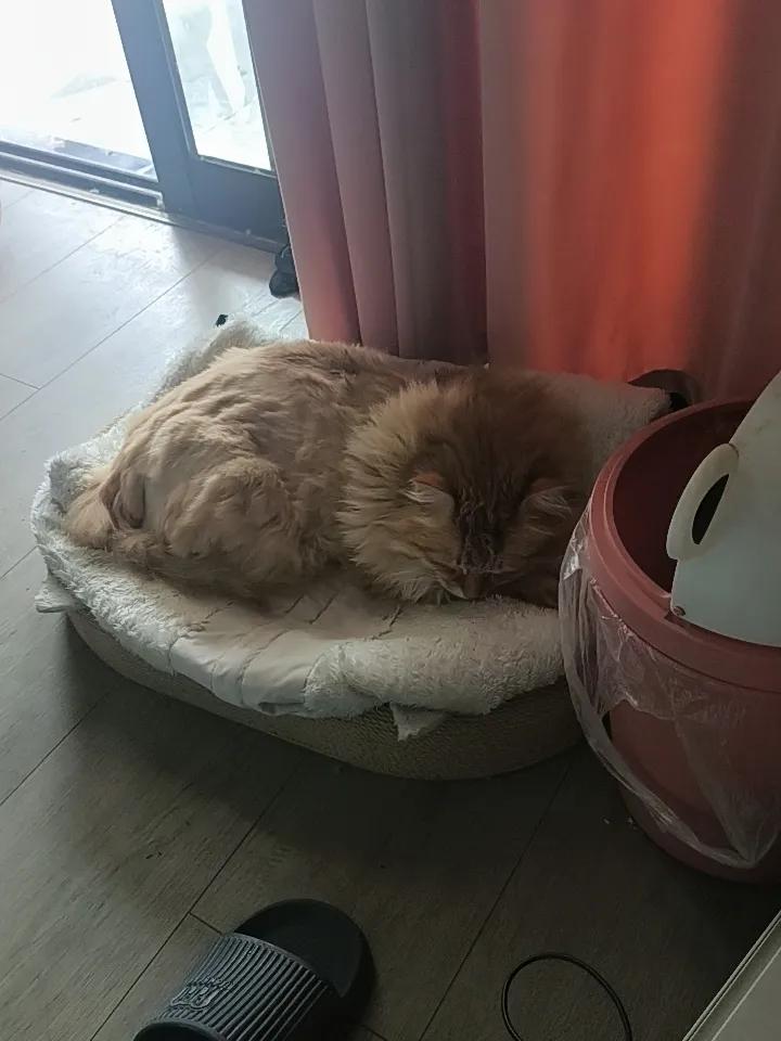 可是，这只流浪猫个她里原居民“布偶猫”不和。他们一见面就相互掐架。没有办法，小姐