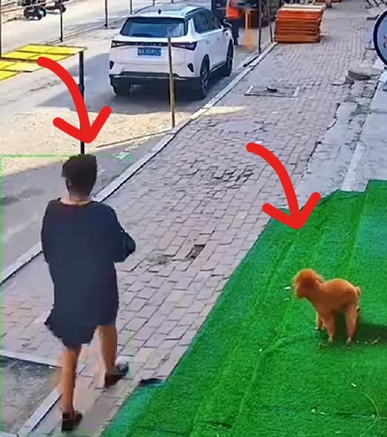 全网寻找这位狗妈妈！希望有认识的人能够隆重的介绍一下。这位狗妈妈遛狗不拴狗绳