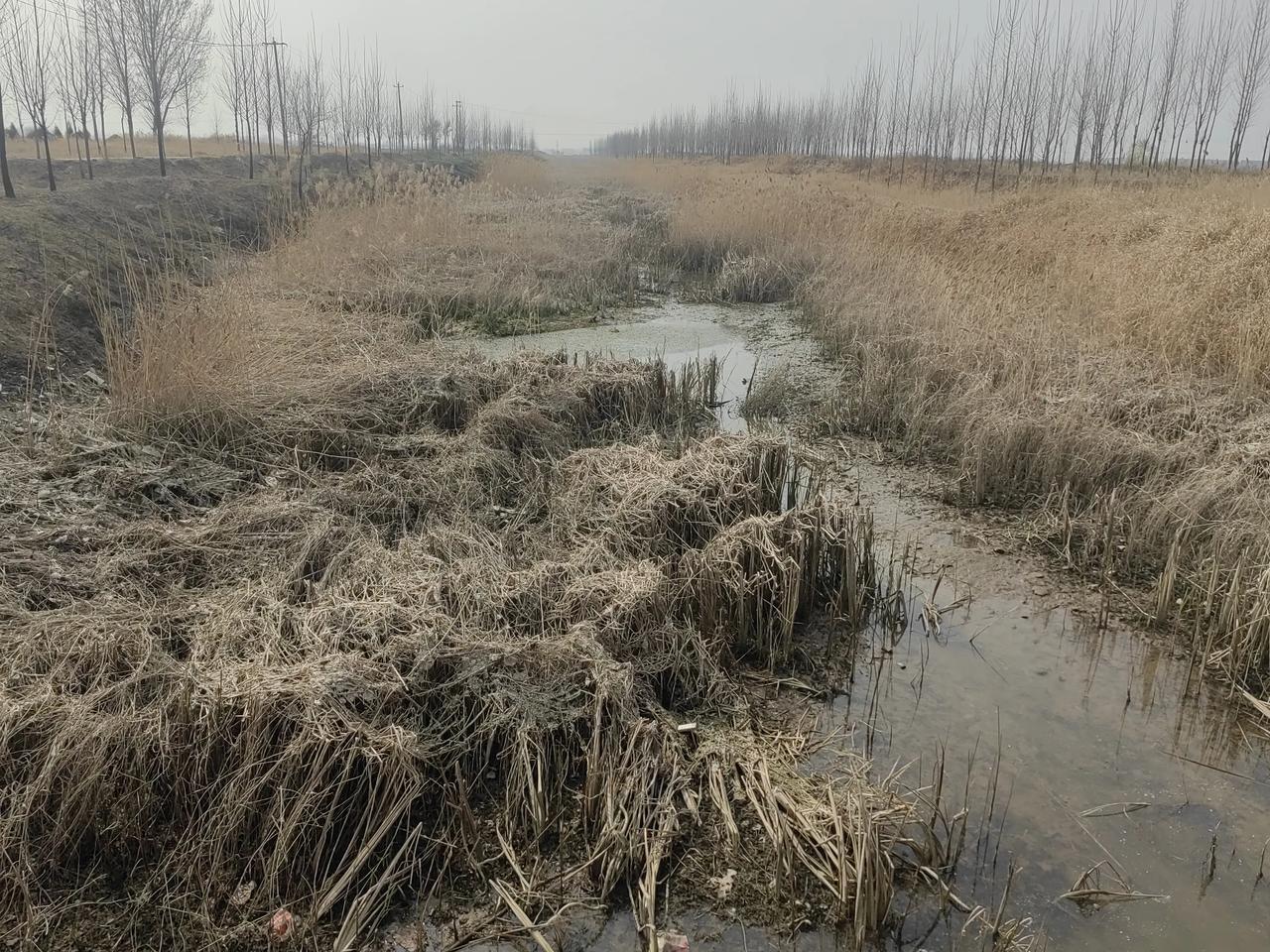 十天前河里的水都一两米深，河边上到处都是拖拉机、潜水泵，人们都忙着浇麦子。就这