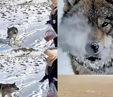 新疆奇台一个牧民十年前喂过一只小狼，临走时随口说了句“老了混不下去就回来，我养你