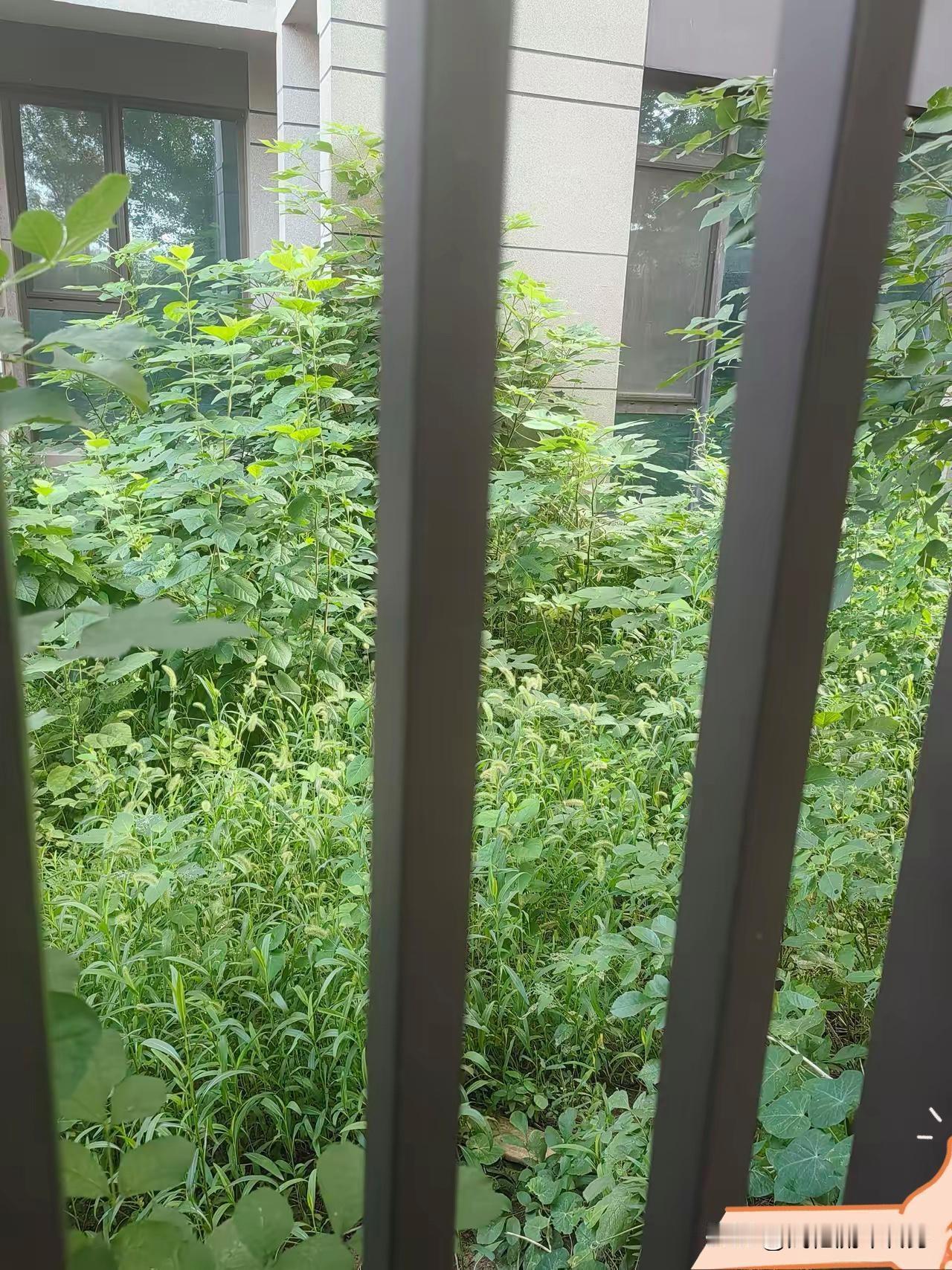 小区内散步，发现一楼带院的房没卖出去，已经杂草丛生，成了荒原我一直想要这么一套